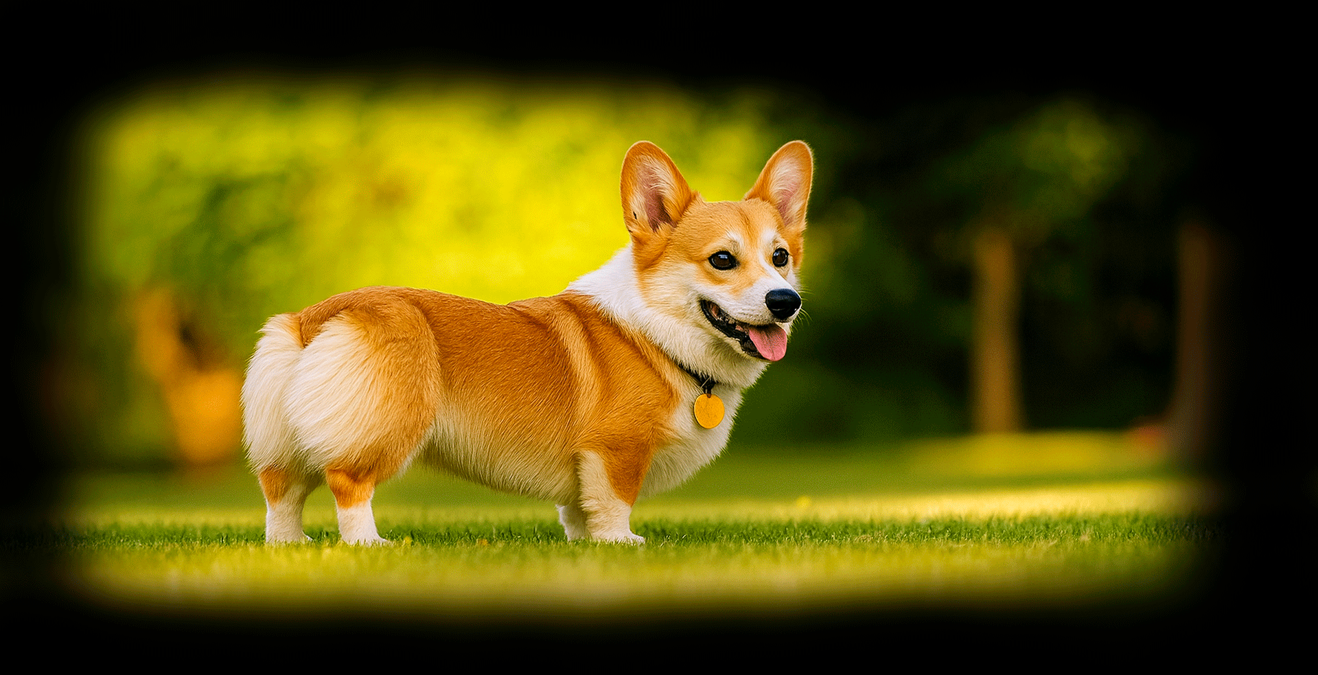 Imagem de fundo de Corgi - Poytara